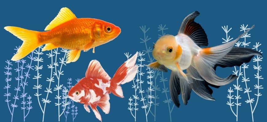 Compatible And Safe Tank Mates For Your GoldFish - With Chart
