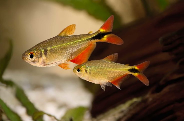 Two Buenos Aires Tetra in a tank.