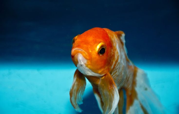 Goldfish in an Aquarium