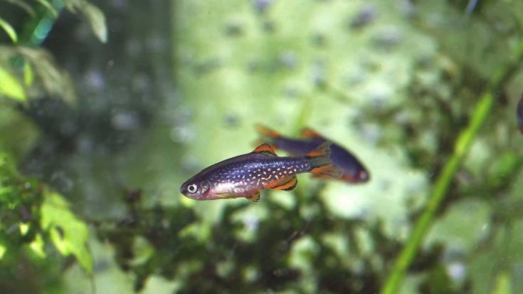 Isolated Celestial Pearl Danio fish in a tank.