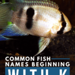Common Fish Names Beginning With K - Pin