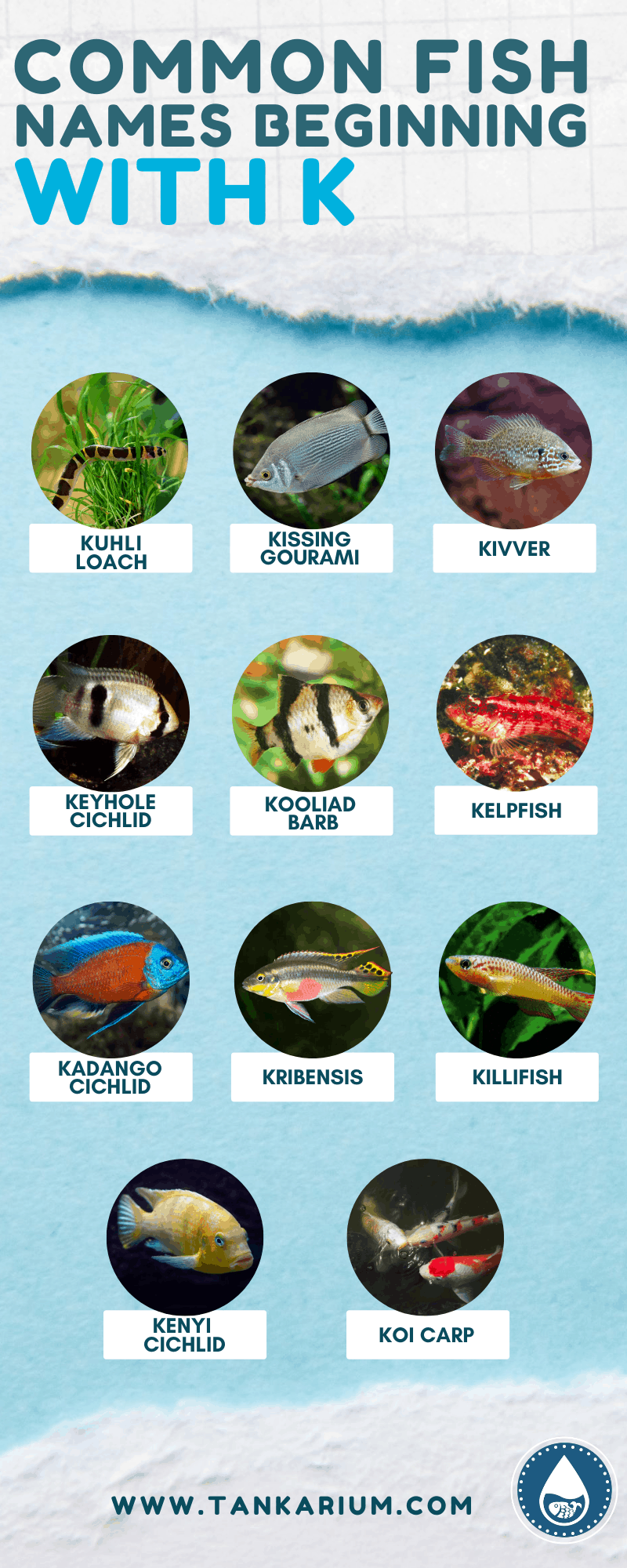 Common Fish Names Beginning With K - Infographic