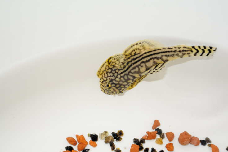 Sewelia Lineolata. Hillstream Loach from asia photographed in a white bole with some pebbles.