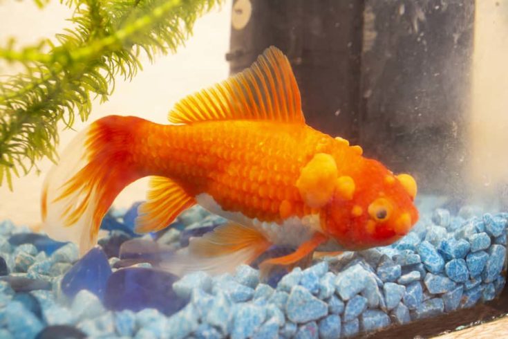Sick goldfish with bumbs on its scale, fish bowl pet
