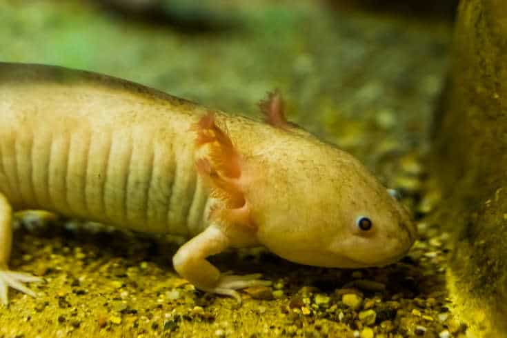 white axolotl in closeup, mexican walking fish, underwater salamander, tropical amphibian from mexico, Critically endangered animal specie