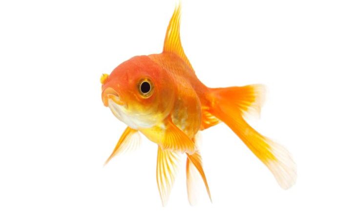 Goldfish closeup isolated on white background