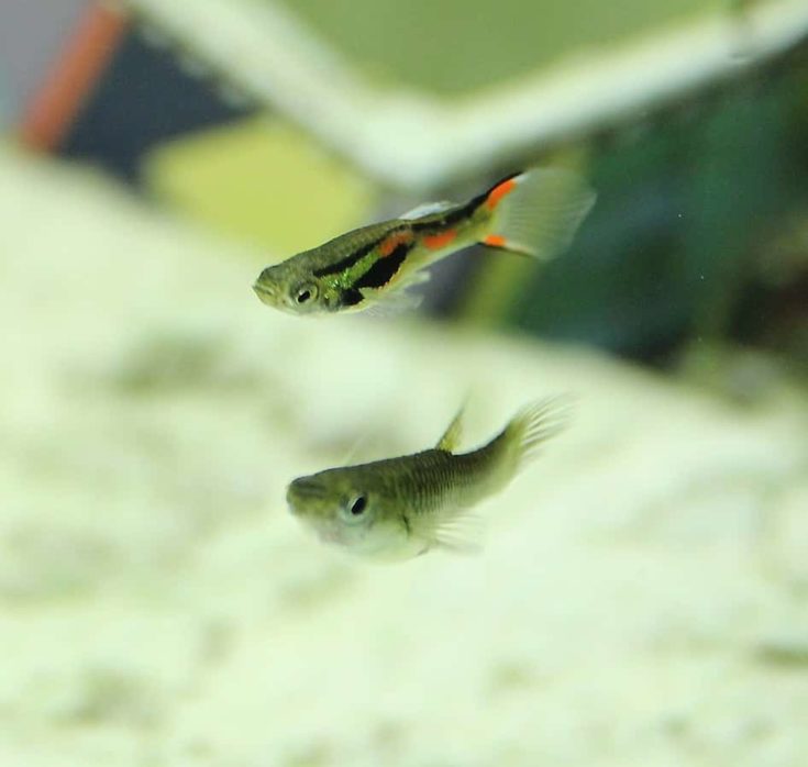 Brightly colored Endler’s livebearer fishes.