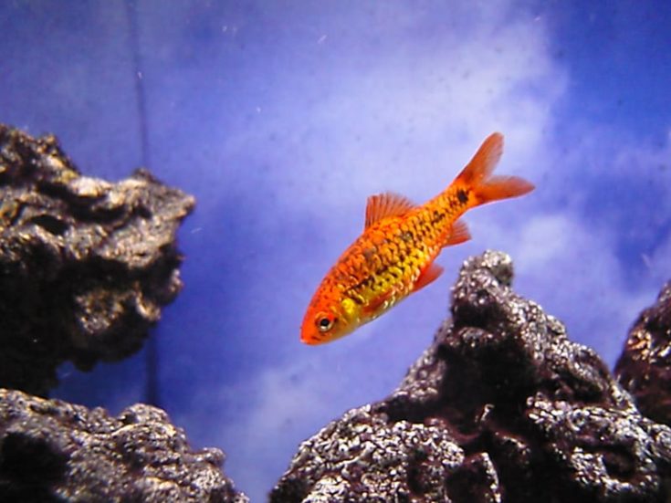 Gold Barb fish with rocks background inside tank.