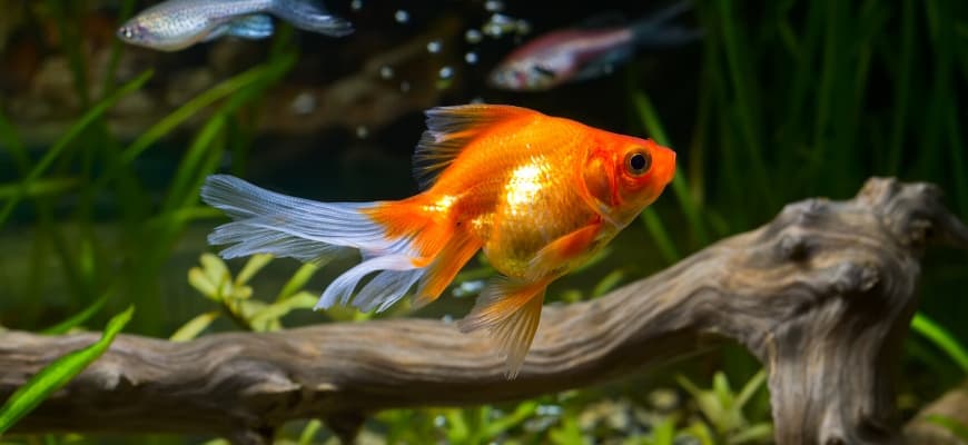 How Big Do Goldfish Get? - Beautiful golden fish swimming freely inside tank with a wood background.