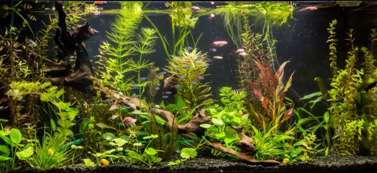 Aquarium aquascape with fishes.