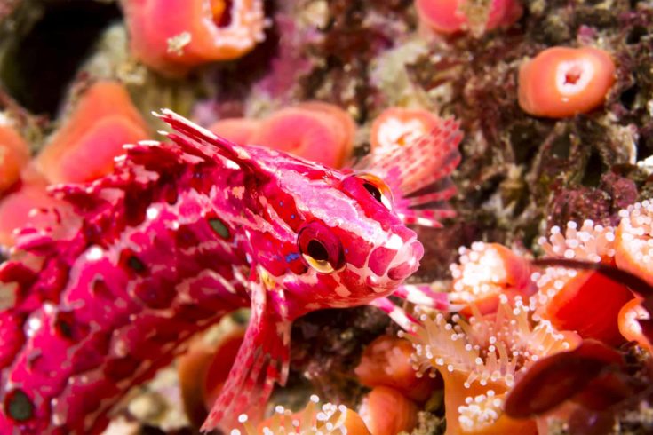 A red and pink crevice kelpfish on a color reef in California's Channel Islands poses briefly for a picture before it darts away into its algae hiding place.