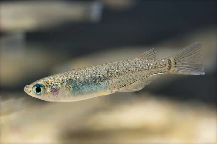 Medaka Ricefish isolated.