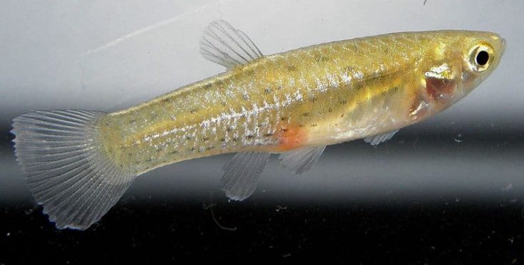 Isolated One-Sided Livebearer fish.