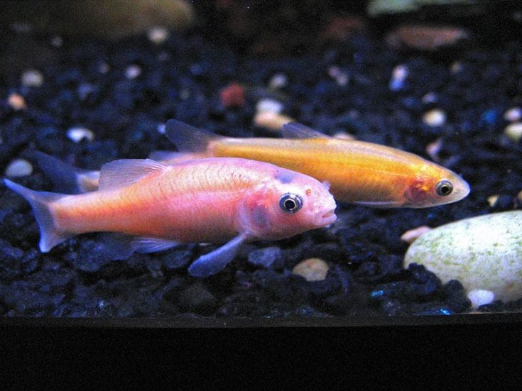 Two Rosy Red Minnow fishes inside the tank.