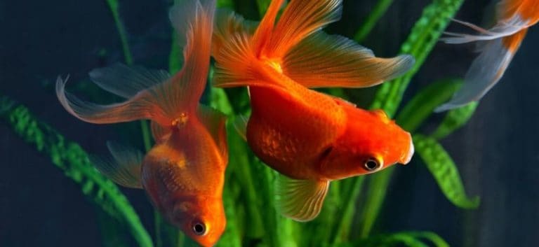 2 goldfish in the tank