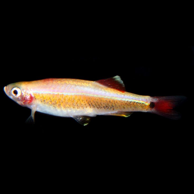 White Cloud Mountain Minnow in a black background.