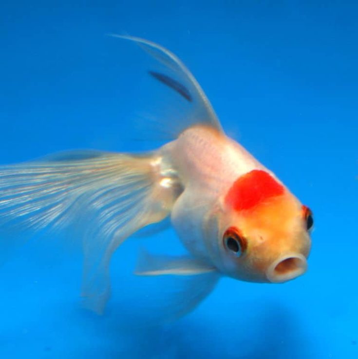 white gold fish in blue background