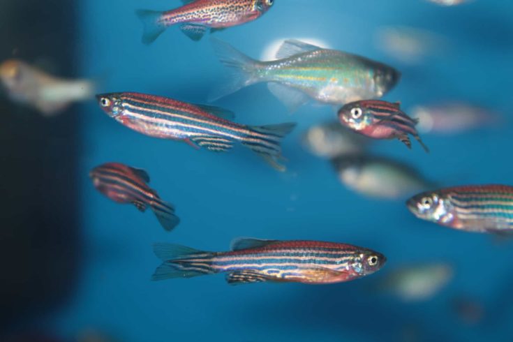 Zebra Danio fishes with a blue background.