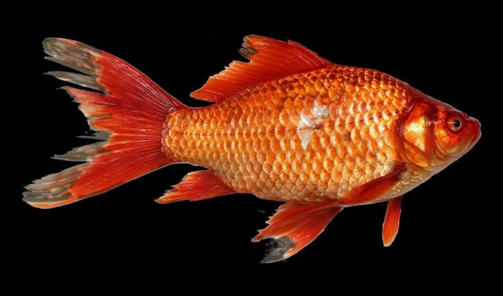 Goldfish aquarium - Die TOP Auswahl unter den verglichenenGoldfish aquarium