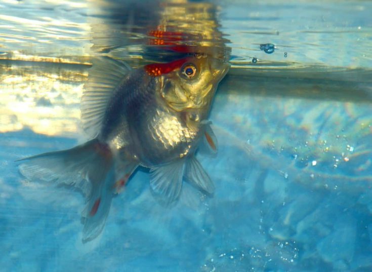 Ryukin goldfish blowing bubbles on water top.
