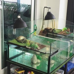 Cool, Cheap Turtle Tank Ideas - Setup Guide & Affordable Habitats