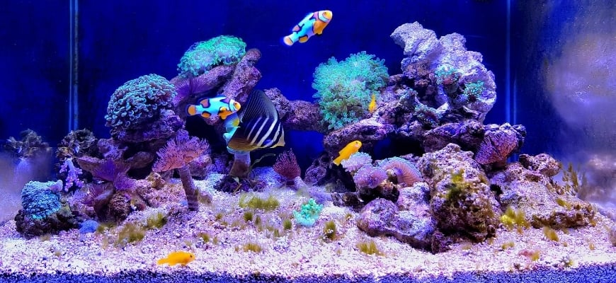 Stunning reef aquarium.
