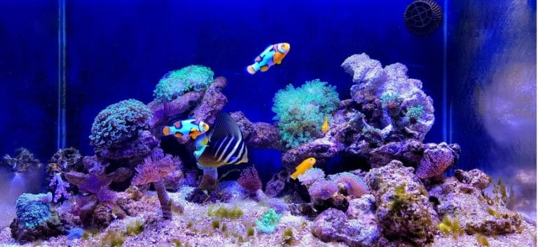 Focus shot of aquarium reefs and fishes.
