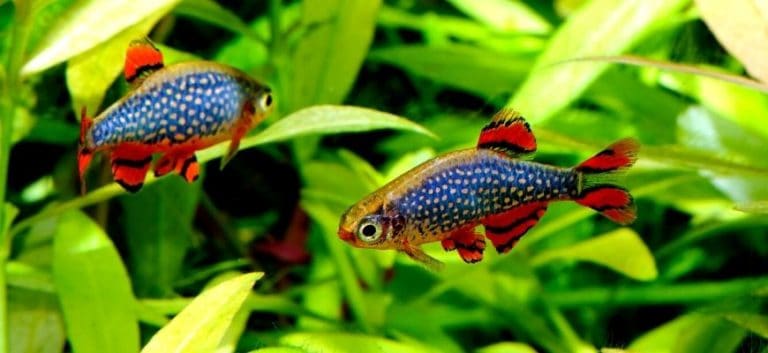 2 pearl danios swimming with green plants