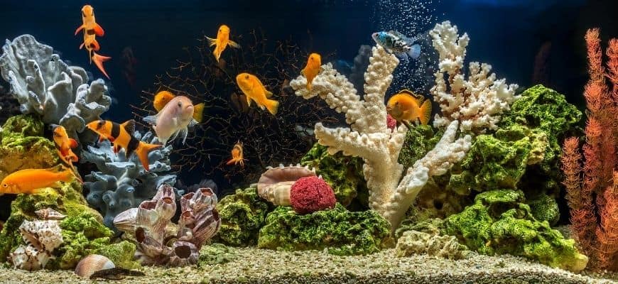 Fishes in aquarium