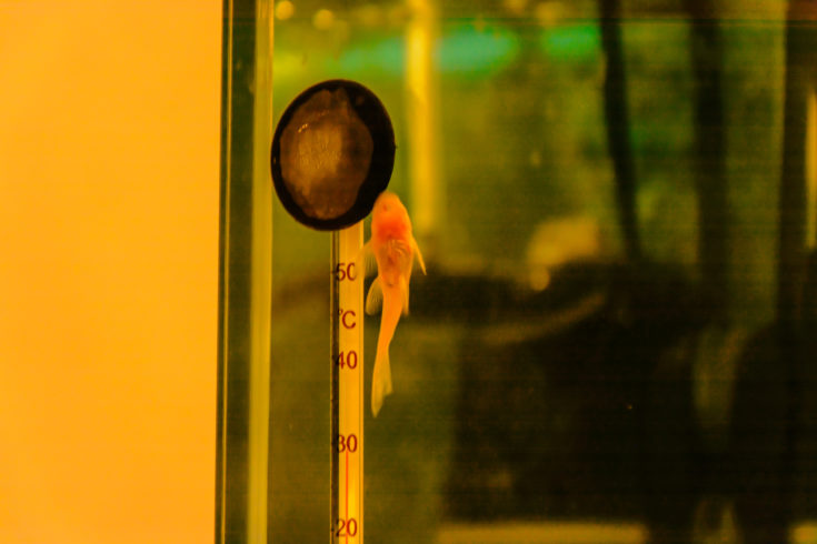 A small catfish ancistrus stuck to the glass of the aquarium near the thermometer