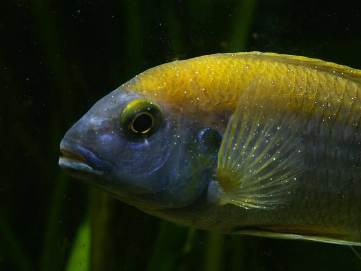 Cichlid showing the white spots characteristic of ICH