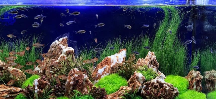 Fish tank with rocks, plants and fishes