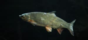 Showing sign of white spot on fish body.
