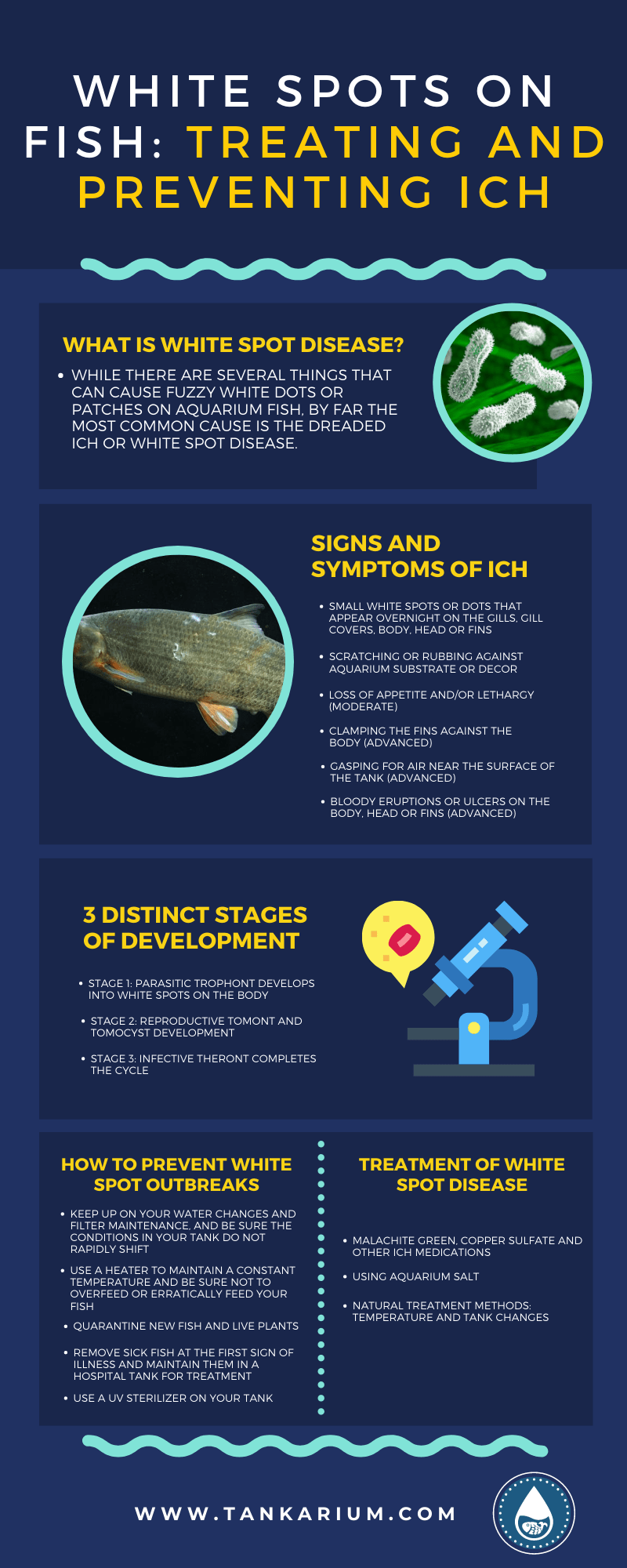 White Spots on Fish: Treating and Preventing Ich - Infographic