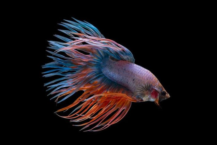 fancy crowntail betta fish