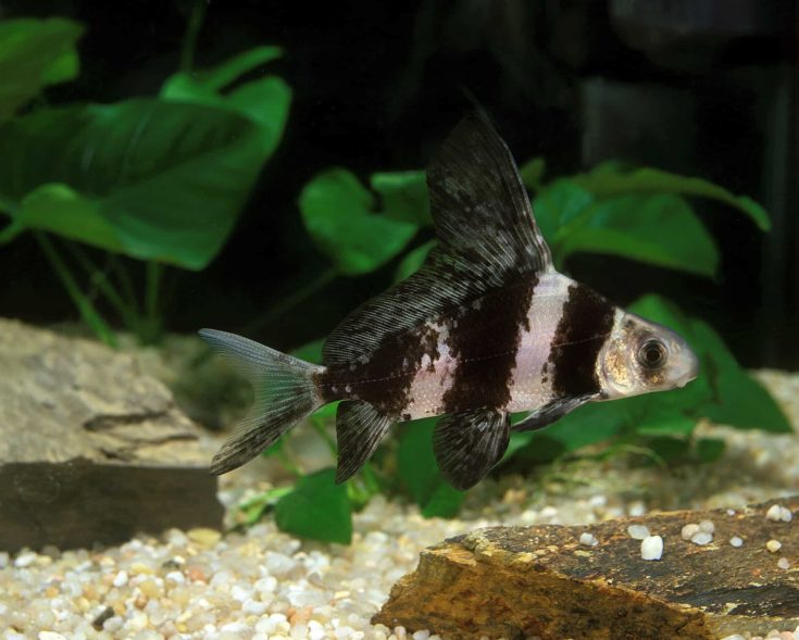Freshwater Batfish or Chinese Sucker, myxocyprinus asiaticus, Aquarium fish