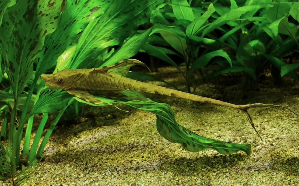 underwater scenery including a whiptail catfish in natural ambiance