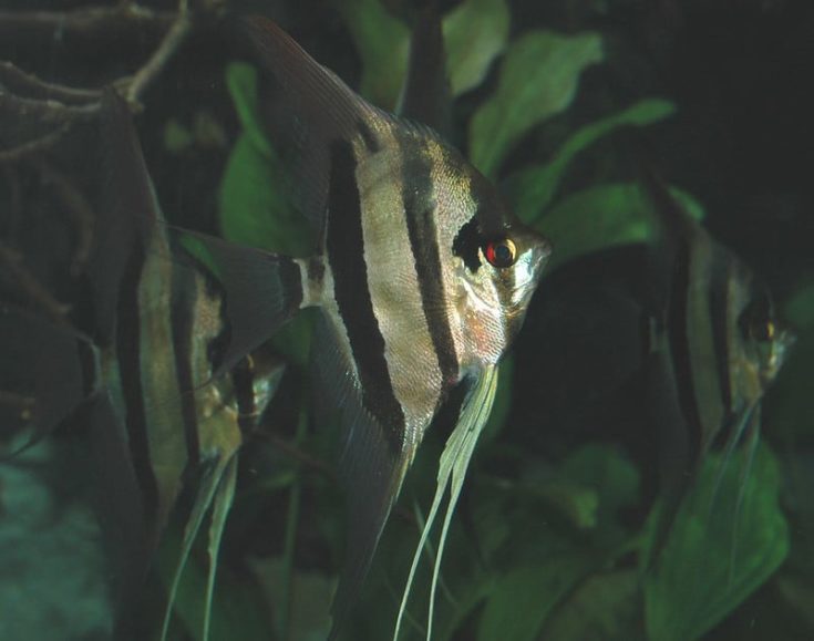 Pterophyllum scalare (Lichtenstein, 1823) - freshwater angelfish from the Rio Negro drainage basin of northern Brazil (captives, Newport Aquarium, Newport, Kentucky, USA).