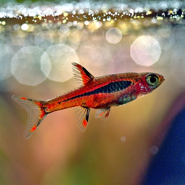 41 Coolest Freshwater Aquarium Fish: For All Fish Keepers