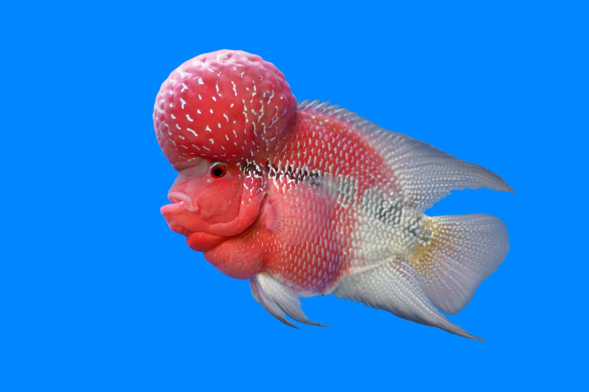 flowerhorn cichlid or cichlasoma fish in the aquarium