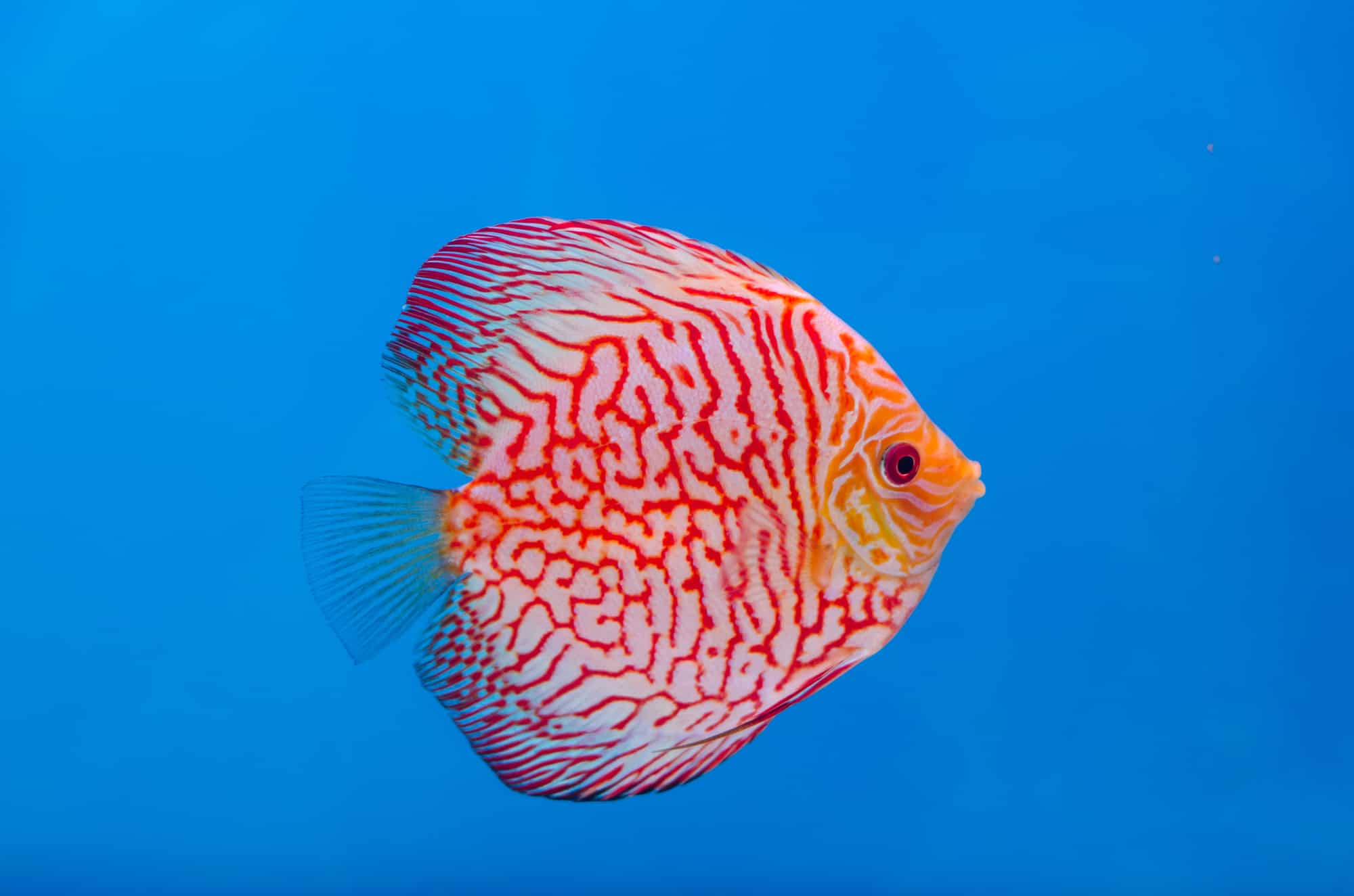 Beautiful Discus fish (Symphysodon)
