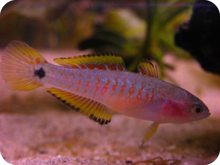 Female peacock goby