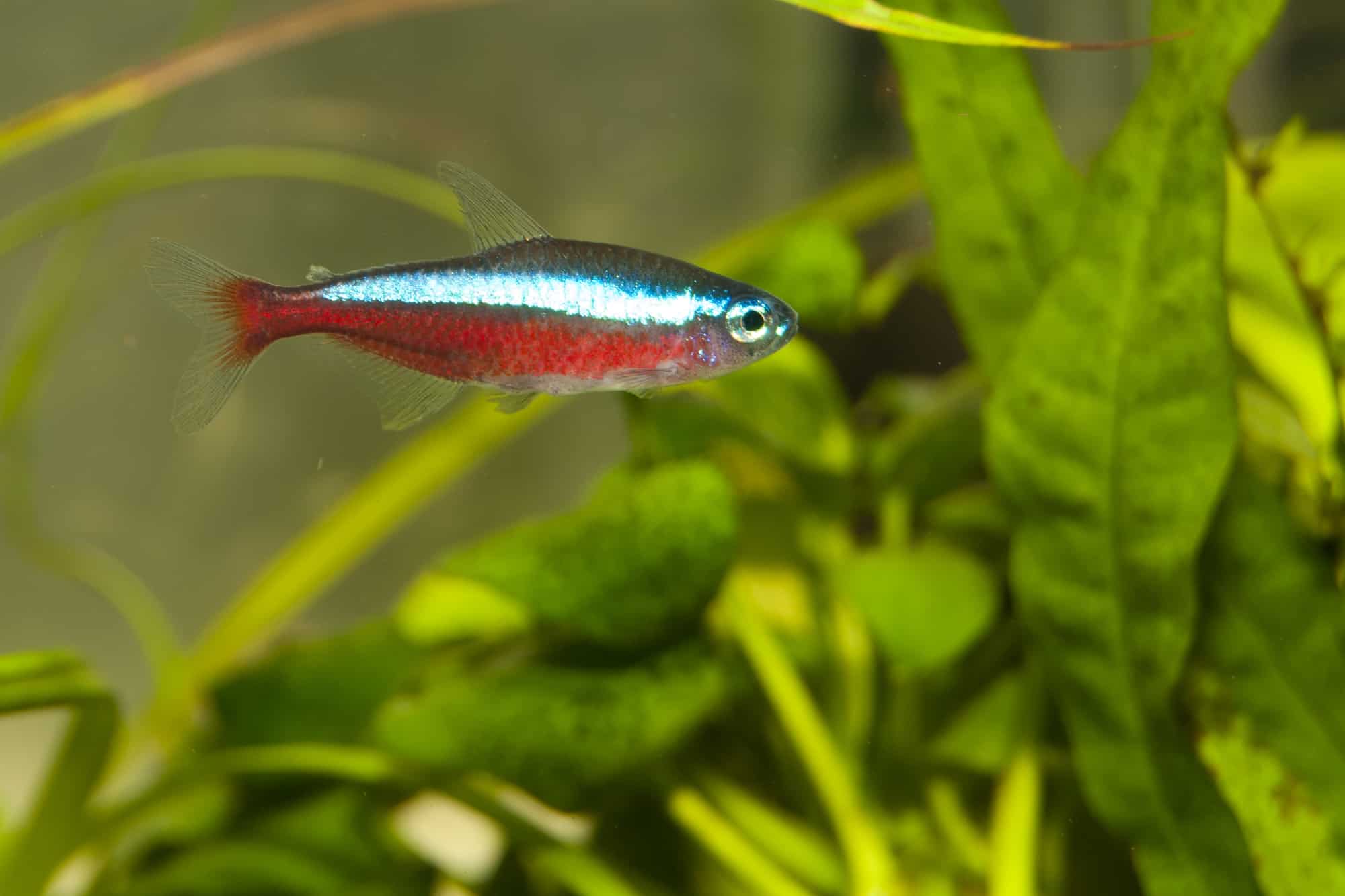 Neon Cardinal Fish