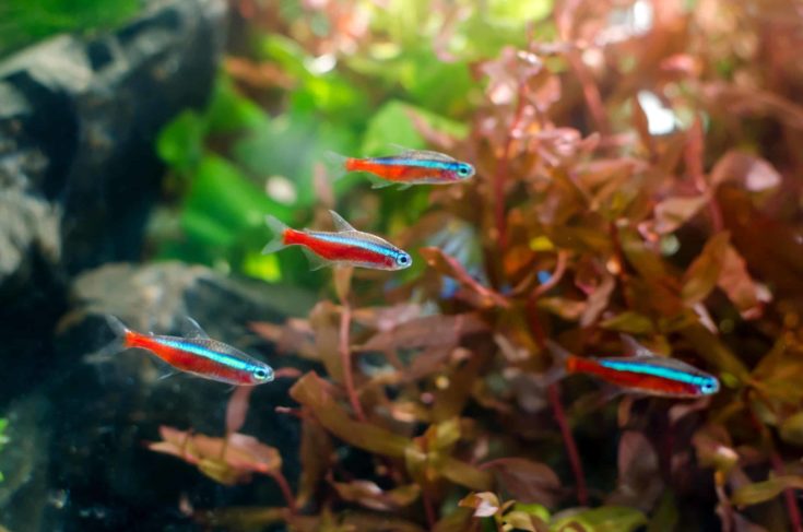 Neon tetra fish with aquatic plant in aquarium