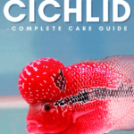 Flowerhorn Cichlid - Complete Care Guide - pin