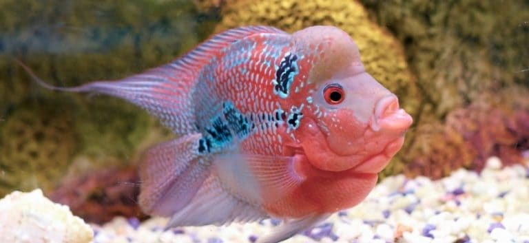 Flowerhorn swimming at the bottom with pebbles
