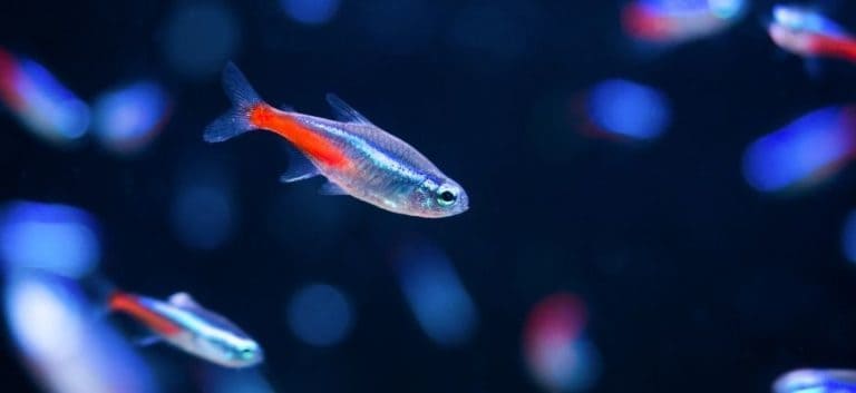 Neon Tetra fishes in black background