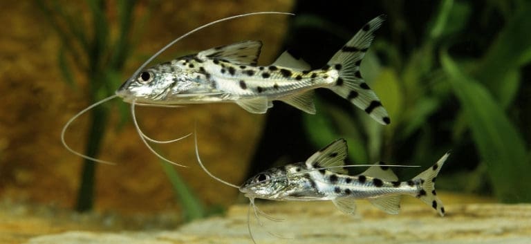 Two shiny black spotted pictus catfish in an aquarium.