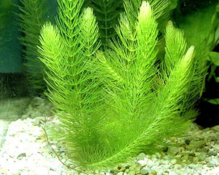15 Aquarium Plants That Dont Need Substrate