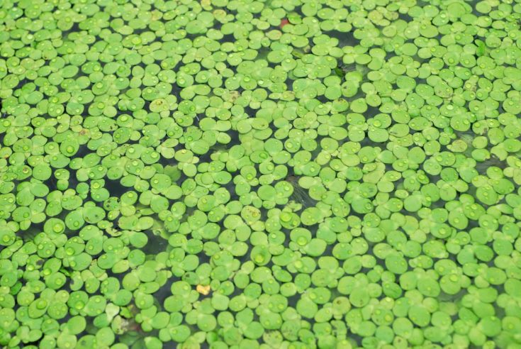 Azolla-Thai fern mosquitoes are used to make compost. Is a good fertilizer.